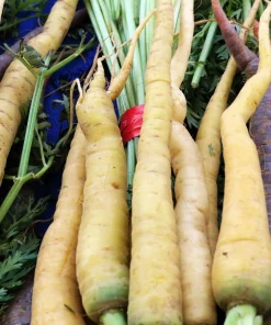 300 Lunar White Carrot Seeds - Daucus Carota Vegetable Seeds - Image 2
