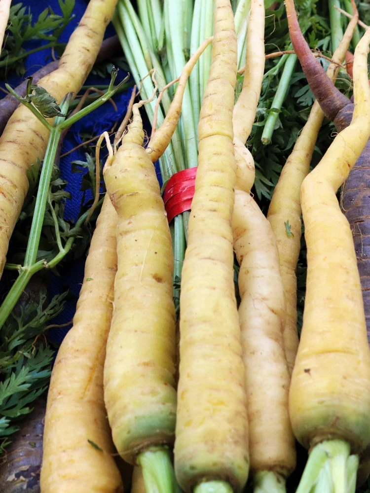 300 Lunar White Carrot Seeds - Daucus Carota Vegetable Seeds - Image 2