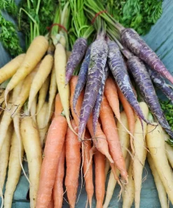300 Lunar White Carrot Seeds - Daucus Carota Vegetable Seeds - Image 3