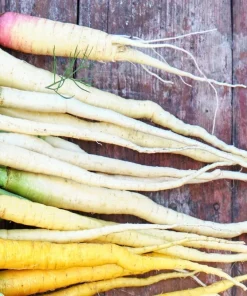 300 Lunar White Carrot Seeds - Daucus Carota Vegetable Seeds - Image 4