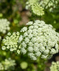 300 Lunar White Carrot Seeds - Daucus Carota Vegetable Seeds - Image 5