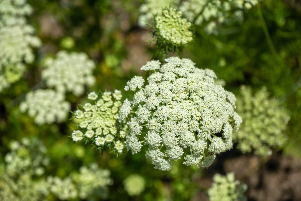 300 Lunar White Carrot Seeds - Daucus Carota Vegetable Seeds - Image 5