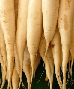 300 Lunar White Carrot Seeds - Daucus Carota Vegetable Seeds - Image 6