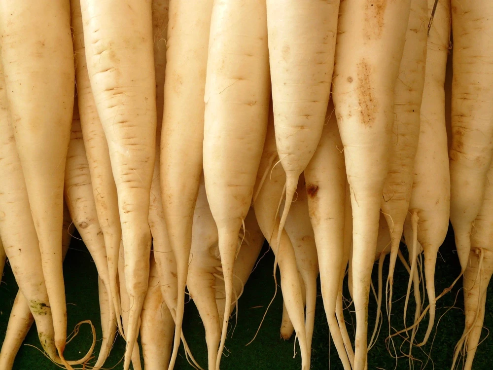 300 Lunar White Carrot Seeds - Daucus Carota Vegetable Seeds - Image 6
