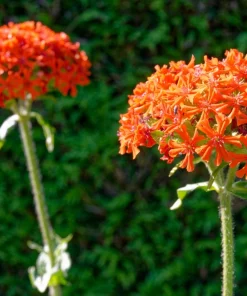 300 Maltese Cross Flower Seeds - Lychnis Chalcedonica - Vibrant Red Blooms - Image 3
