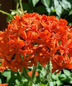 300 Maltese Cross Flower Seeds - Lychnis Chalcedonica - Vibrant Red Blooms - Image 4