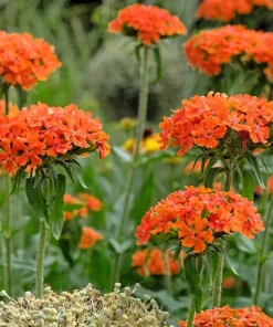 300 Maltese Cross Flower Seeds - Lychnis Chalcedonica - Vibrant Red Blooms - Image 5