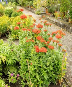 300 Maltese Cross Flower Seeds - Lychnis Chalcedonica - Vibrant Red Blooms - Image 6