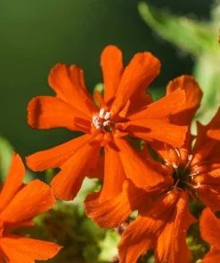 300 Maltese Cross Flower Seeds - Lychnis Chalcedonica - Vibrant Red Blooms - Image 7
