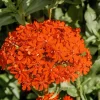 300 Maltese Cross Flower Seeds - Lychnis Chalcedonica - Vibrant Red Blooms - Image 1