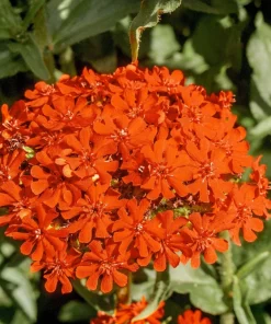 300 Maltese Cross Flower Seeds - Lychnis Chalcedonica - Vibrant Red Blooms - Image 1