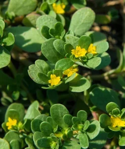 300 Organic Golden Purslane Seeds - Portulaca Sativa Vegetable Herb - Image 2