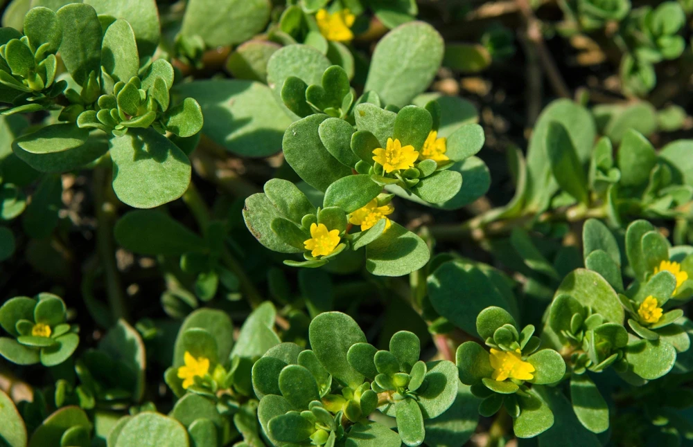 300 Organic Golden Purslane Seeds - Portulaca Sativa Vegetable Herb - Image 2