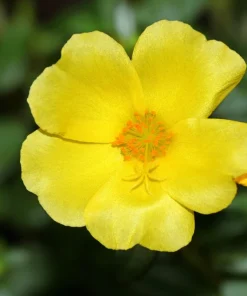 300 Organic Golden Purslane Seeds - Portulaca Sativa Vegetable Herb - Image 3
