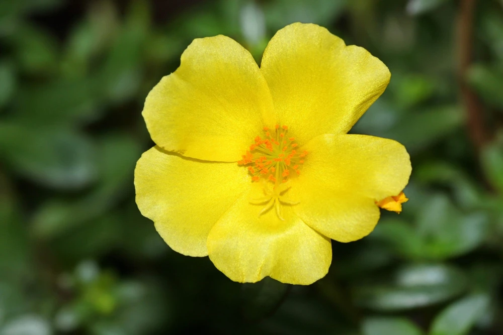 300 Organic Golden Purslane Seeds - Portulaca Sativa Vegetable Herb - Image 3