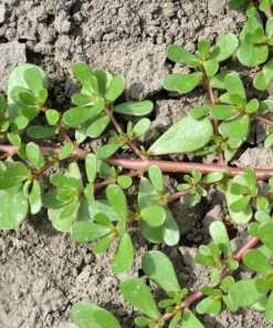 300 Organic Golden Purslane Seeds - Portulaca Sativa Vegetable Herb - Image 4