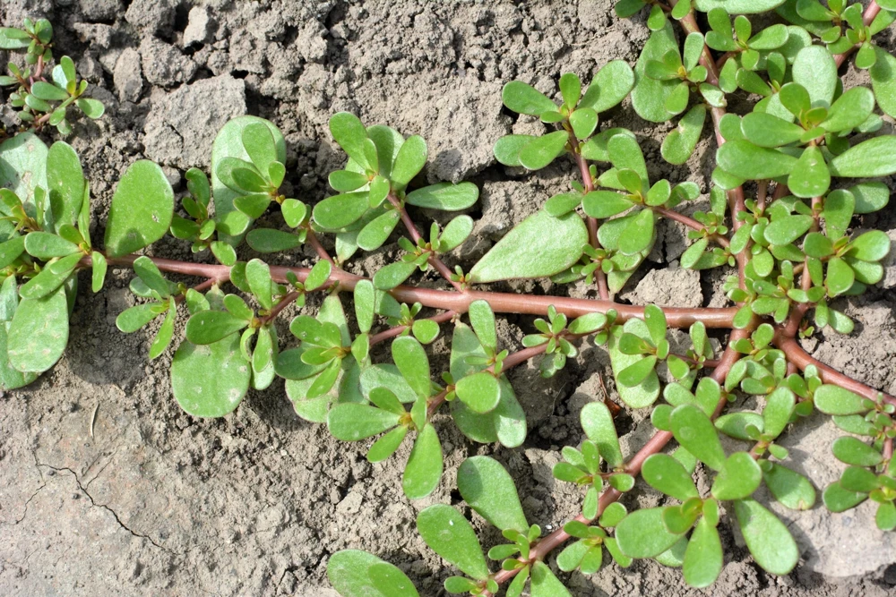 300 Organic Golden Purslane Seeds - Portulaca Sativa Vegetable Herb - Image 4