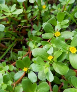 300 Organic Golden Purslane Seeds - Portulaca Sativa Vegetable Herb - Image 5