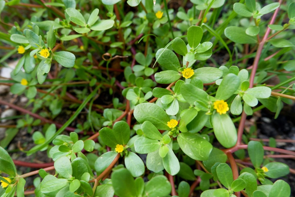 300 Organic Golden Purslane Seeds - Portulaca Sativa Vegetable Herb - Image 5