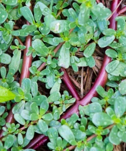 300 Organic Golden Purslane Seeds - Portulaca Sativa Vegetable Herb - Image 6