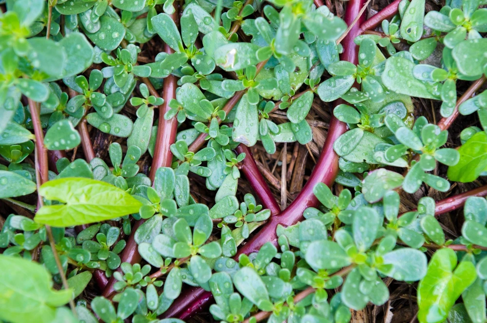 300 Organic Golden Purslane Seeds - Portulaca Sativa Vegetable Herb - Image 6