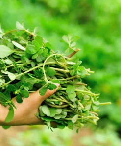 300 Organic Golden Purslane Seeds - Portulaca Sativa Vegetable Herb - Image 7