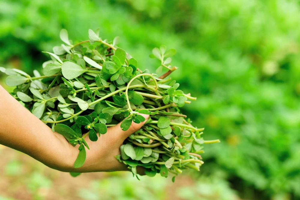 300 Organic Golden Purslane Seeds - Portulaca Sativa Vegetable Herb - Image 7