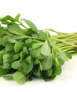 300 Organic Golden Purslane Seeds - Portulaca Sativa Vegetable Herb - Image 8