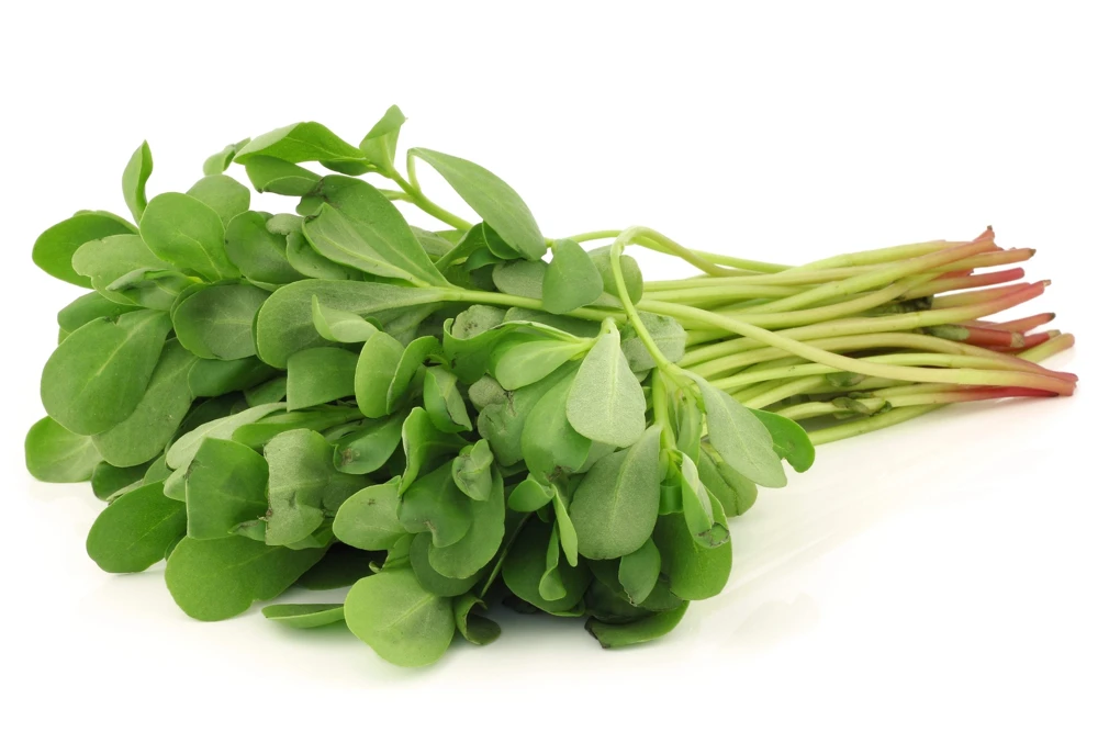 300 Organic Golden Purslane Seeds - Portulaca Sativa Vegetable Herb - Image 8
