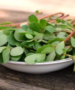 300 Organic Golden Purslane Seeds - Portulaca Sativa Vegetable Herb - Image 9