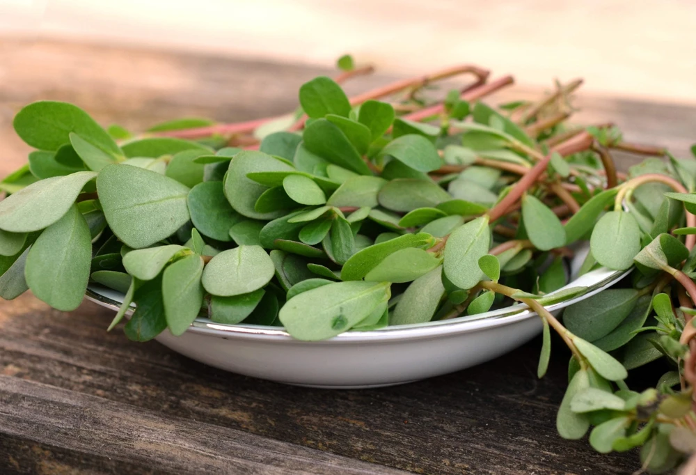 300 Organic Golden Purslane Seeds - Portulaca Sativa Vegetable Herb - Image 9