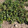 300 Organic Golden Purslane Seeds - Portulaca Sativa Vegetable Herb - Image 1