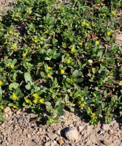 300 Organic Golden Purslane Seeds - Portulaca Sativa Vegetable Herb - Image 1
