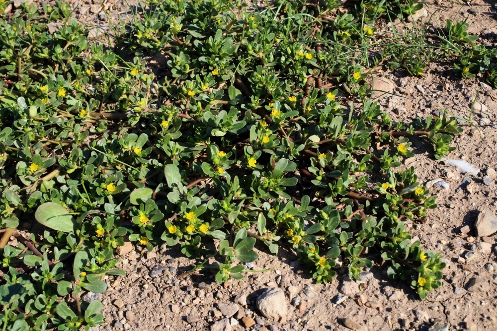300 Organic Golden Purslane Seeds - Portulaca Sativa Vegetable Herb - Image 1