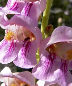 300 Palmer's Penstemon Seeds - Penstemon Palmeri Flower Seeds - Image 2