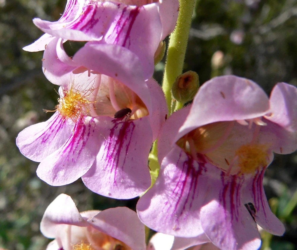 300 Palmer's Penstemon Seeds - Penstemon Palmeri Flower Seeds - Image 2