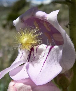 300 Palmer's Penstemon Seeds - Penstemon Palmeri Flower Seeds - Image 3
