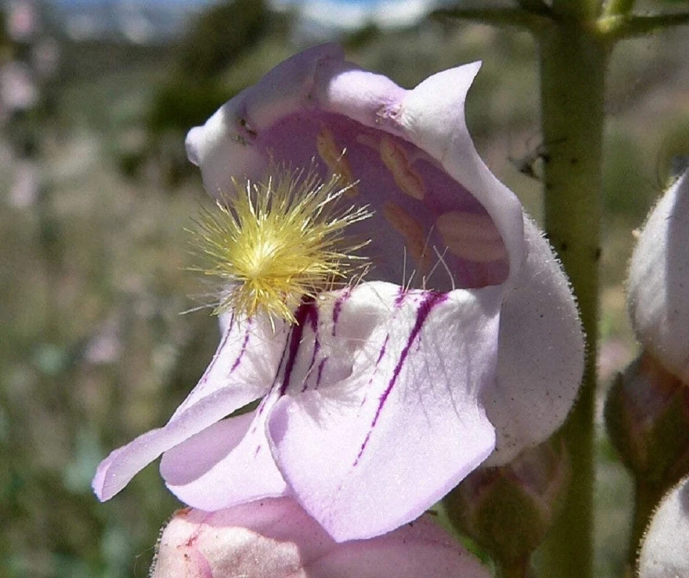 300 Palmer's Penstemon Seeds - Penstemon Palmeri Flower Seeds - Image 3