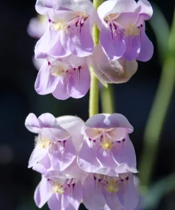 300 Palmer's Penstemon Seeds - Penstemon Palmeri Flower Seeds - Image 4