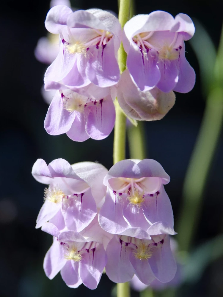 300 Palmer's Penstemon Seeds - Penstemon Palmeri Flower Seeds - Image 4