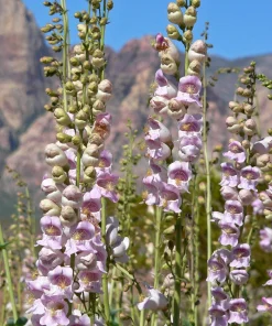 300 Palmer's Penstemon Seeds - Penstemon Palmeri Flower Seeds - Image 5