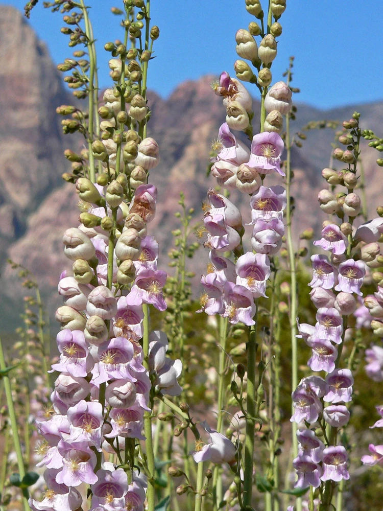 300 Palmer's Penstemon Seeds - Penstemon Palmeri Flower Seeds - Image 5