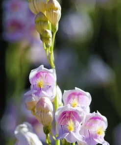 300 Palmer's Penstemon Seeds - Penstemon Palmeri Flower Seeds - Image 6