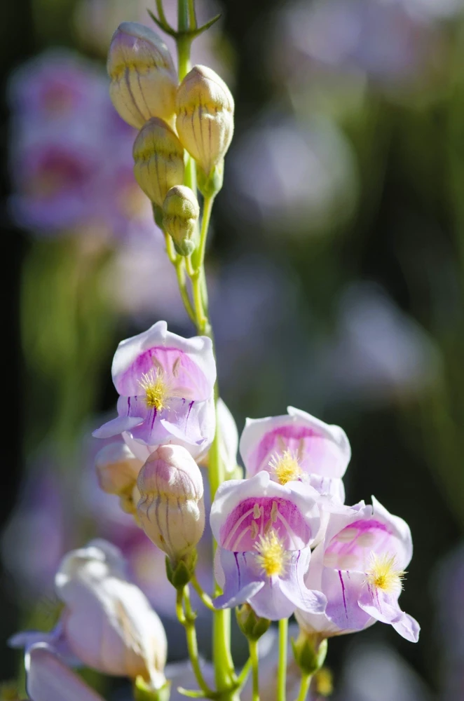 300 Palmer's Penstemon Seeds - Penstemon Palmeri Flower Seeds - Image 6