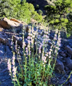 300 Palmer's Penstemon Seeds - Penstemon Palmeri Flower Seeds - Image 7