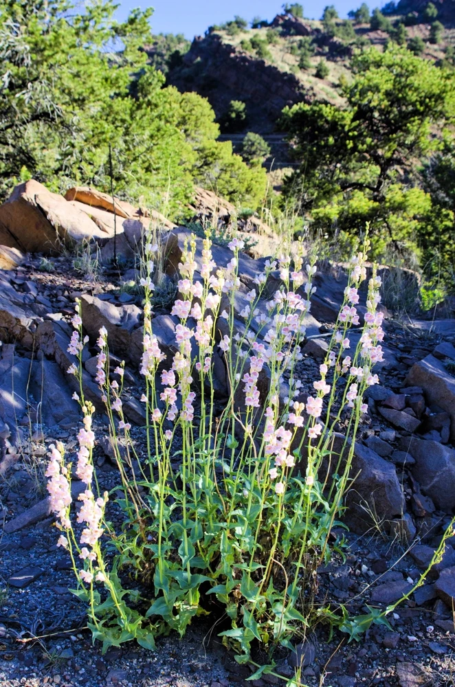 300 Palmer's Penstemon Seeds - Penstemon Palmeri Flower Seeds - Image 7