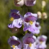 300 Palmer's Penstemon Seeds - Penstemon Palmeri Flower Seeds - Image 1