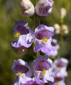 300 Palmer's Penstemon Seeds - Penstemon Palmeri Flower Seeds - Image 1