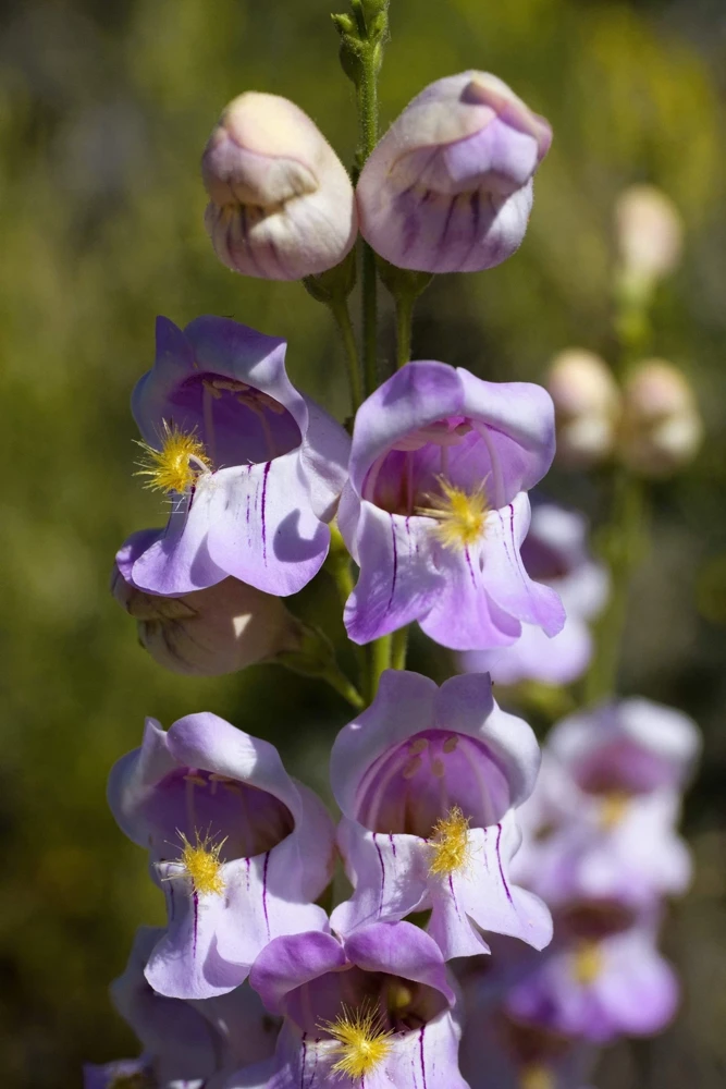 300 Palmer's Penstemon Seeds - Penstemon Palmeri Flower Seeds - Image 1