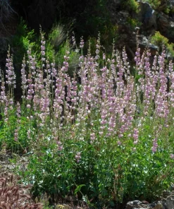 300 Palmer's Penstemon Seeds - Penstemon Palmeri Flower Seeds - Image 8